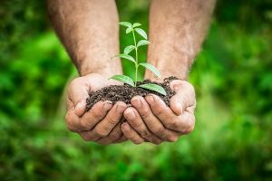 Hand holding plant