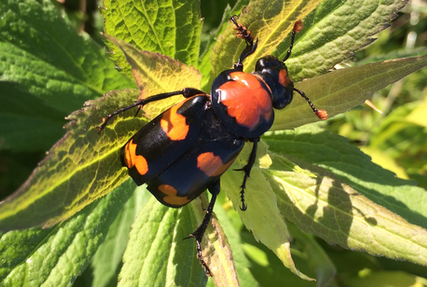 picture of an American Burying Beetle