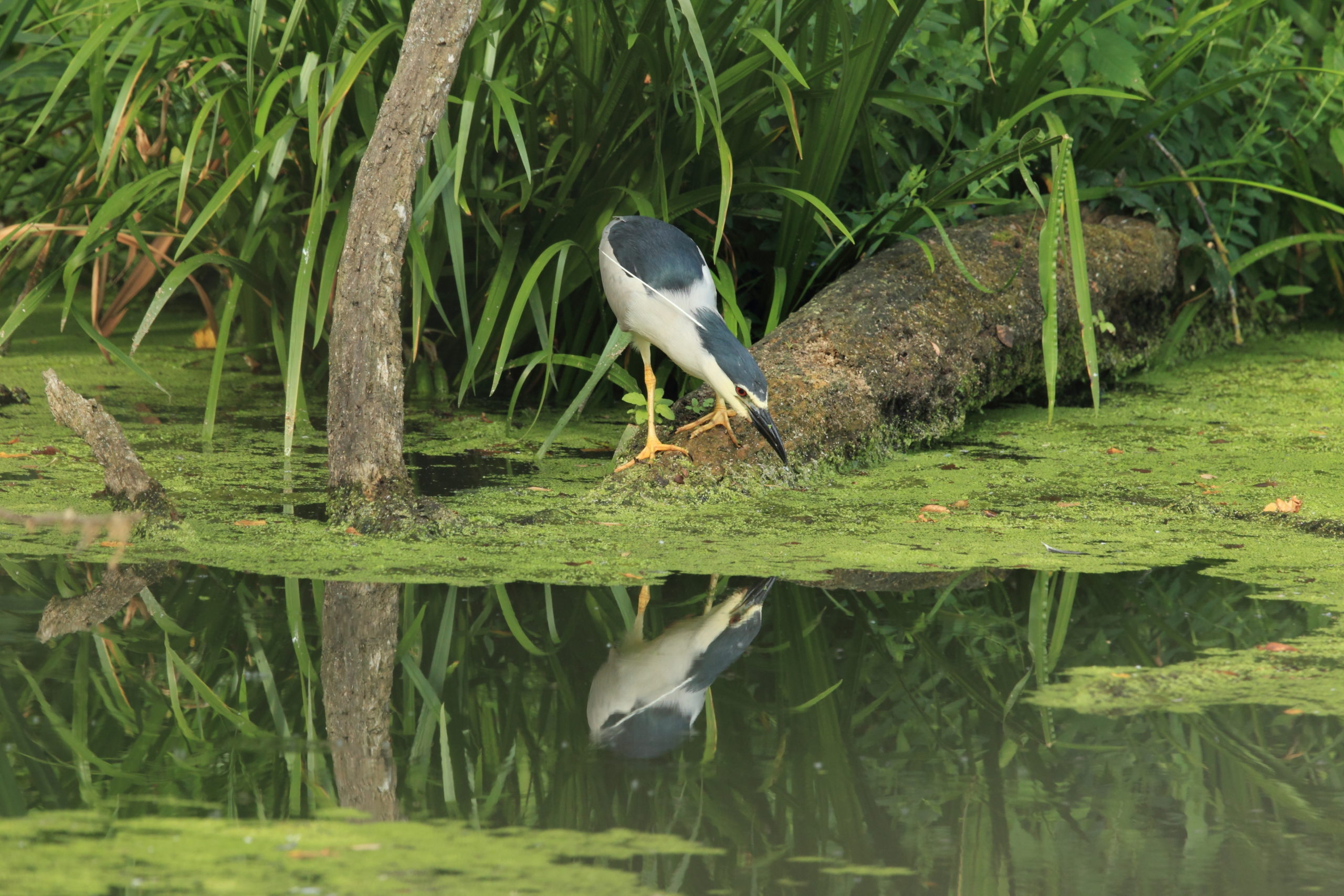 Wetlands Improve Natural Resources