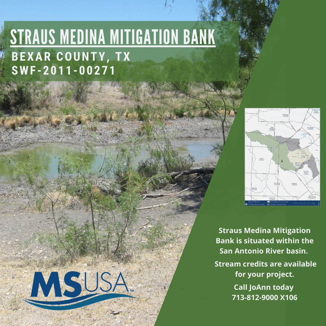 Bank Highlight: Straus Medina